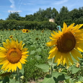 KIN81   赤い龍　青い嵐　音3の画像