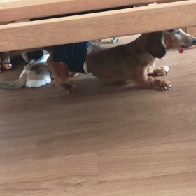 ぼく いい子だよ。の画像