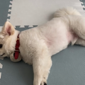 尻尾でお返事♡ 〜コスモ君〜の画像