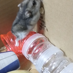 #私の幸せな時間の画像