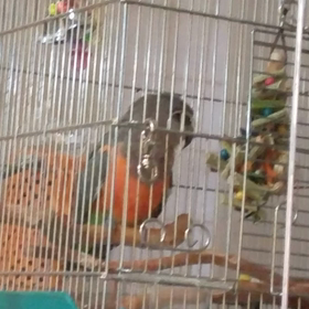 てんて～ん！の画像