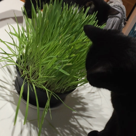 サラダバイキングの画像