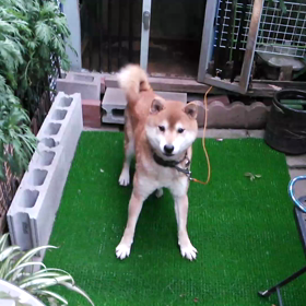 わんこと遊ぶの画像