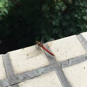 赤とんぼの画像