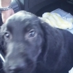 思い出 うちの子記念の画像