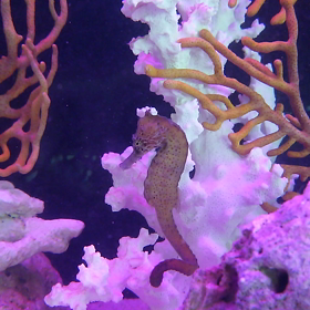 タツノオトシゴの画像