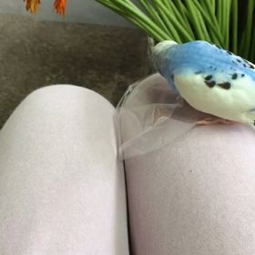 エル コロンコロンの画像