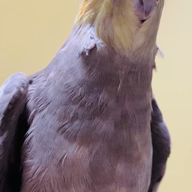 ポッポッポー♪ペーターの鳩ぽっぽ？の画像