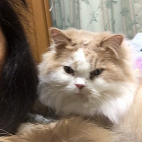 肩をふにふにの画像