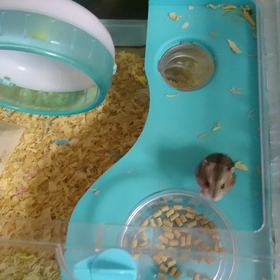 ご飯だご飯だっ！の画像