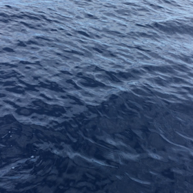 父島 イルカの画像