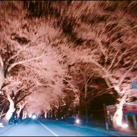 HARU❀.(*´▽`*)❀.の画像
