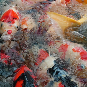 でら暑い！！！の画像