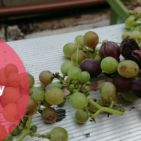 葡萄のアーチの画像