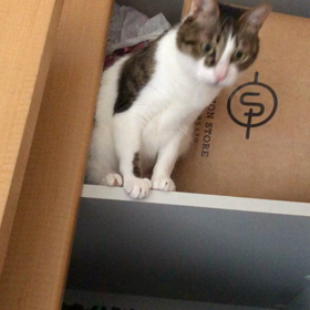 やっと猫デールと向き合えた！ジム活再開！の画像