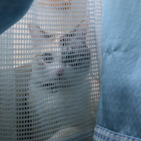 かくれんぼの画像