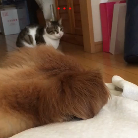 昨日の遅い帰宅で！昨日のチップとデールの字幕付き動画の続き…デール危うし！どうなるデール！の画像