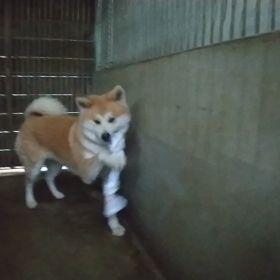 明日嫁に行く。ひまりの動画２連発。の画像