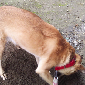 ここ掘れワンワン！の画像