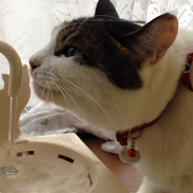 上手になった？の画像