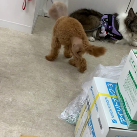 リハビリ:トイプードルの骨頭切除（レッグカルベペルテス）の画像