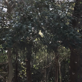 光のなかでの画像