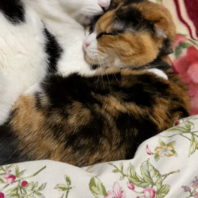 やっぱり一緒の画像