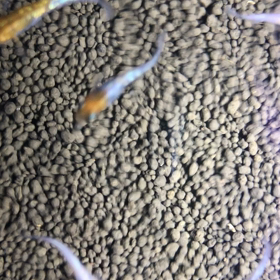 今日はメダカの画像