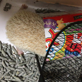 箱とはりねずみの画像