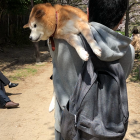 最期のお花見の画像