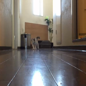 アルミ玉遊び  猫一匹遊びの画像