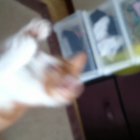 29週3日  猫のおしゃぶり(^_^ゞの画像