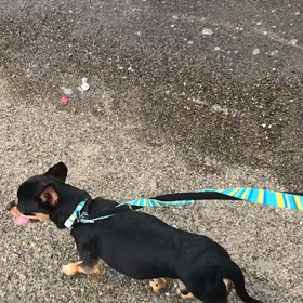 ♪お散歩動画♪お台場海浜公園♪の画像