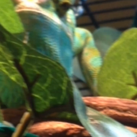 ３日ぶりの　コオロギの画像