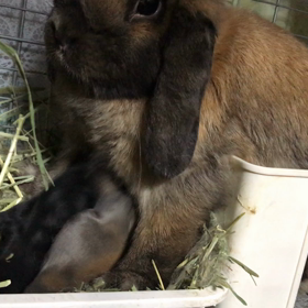 びびちゃんの子育ての画像