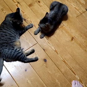 【号外】うちのねこちゃんず35-2の画像