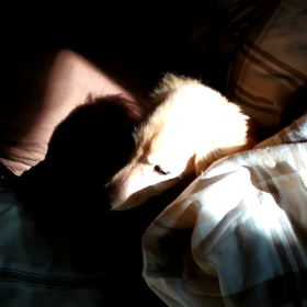 おはよーのご挨拶の画像