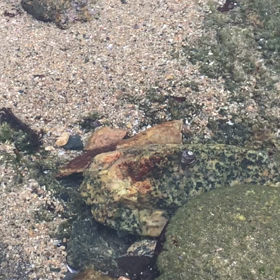 そ〜とのぞいてみてごらん。潮だまりの小さな生き物たち　福岡県糸島市志摩桜井の画像