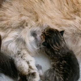 輪廻転生ってどう思う？　かんぺーが更新です。の画像