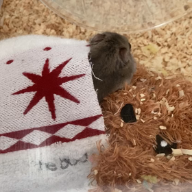 掃除後☆の画像