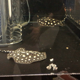 ダイヤモンドポルカ★の画像