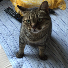 今朝のすぅちんの画像