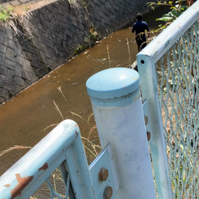 カルガモ親子、無事ご対面！の画像