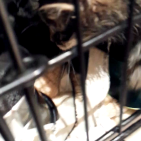 見つかるといいなの画像