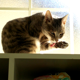 ペロペロ動画の画像