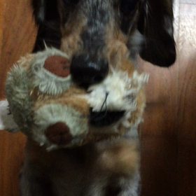 じゅぴたさんのお迎え方の画像