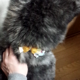 日常の姫ちゃんたちの画像