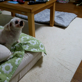 杏奈が来た‼の画像