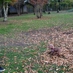 山中湖   ①の画像