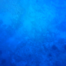 ハワイ島  マンタツアー画像！の画像